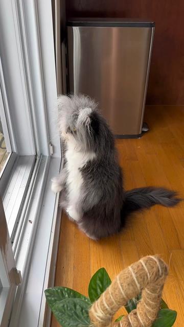 @atchoumthecat