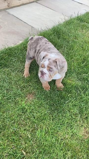 @rudzbulldogz