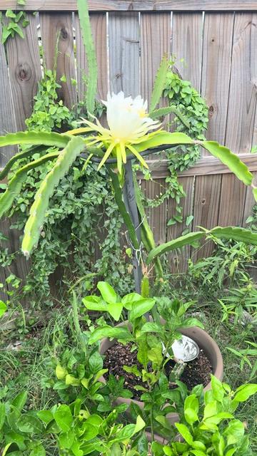 @themagicvalleygardener