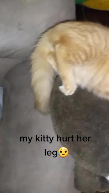 @pikawolfEli