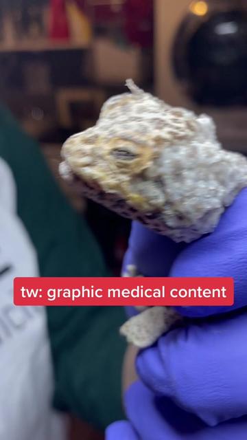 @BeWild Reptile Rescue