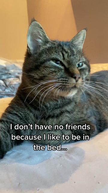 @Joep_the_ rescuecat