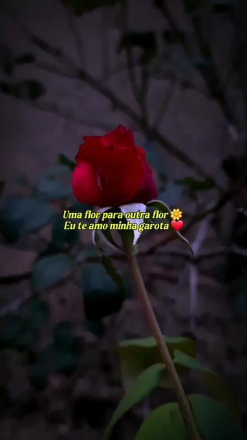 @FRASES DE AMOR❤️