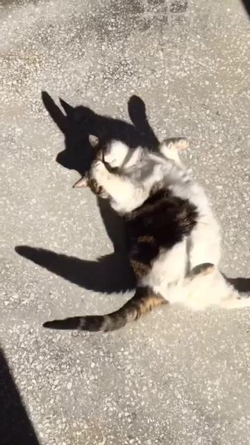 @cutecatterr