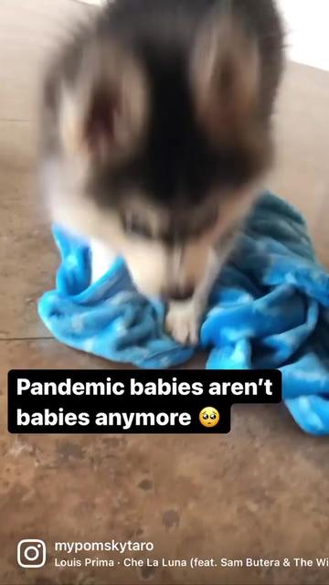 @Chonkster