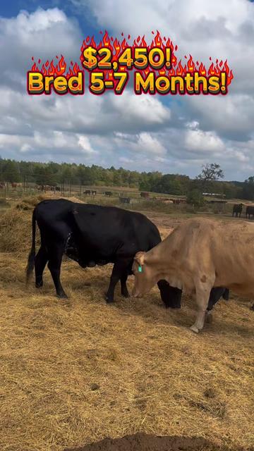 @Rutherford Land and Cattle