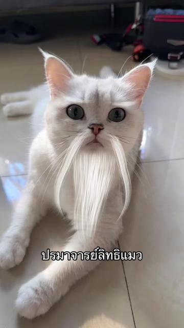 @แมงปุ๊ด