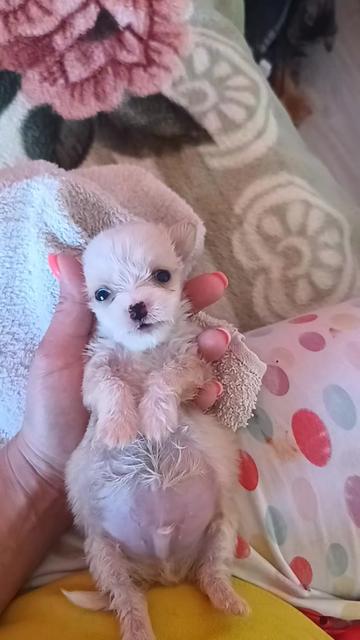 @cats&dogs)