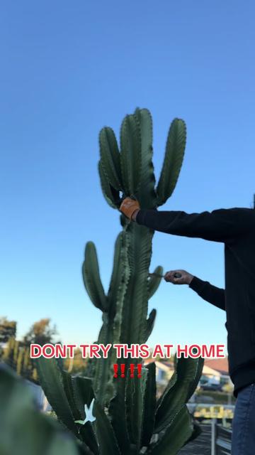 @Amerikaktus
