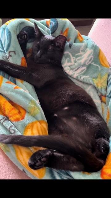 @dutch.vandercat