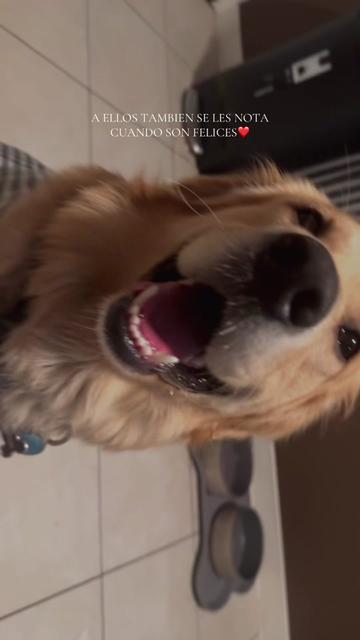 @Thebestgoldenlife