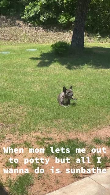 @blueythe405frenchie
