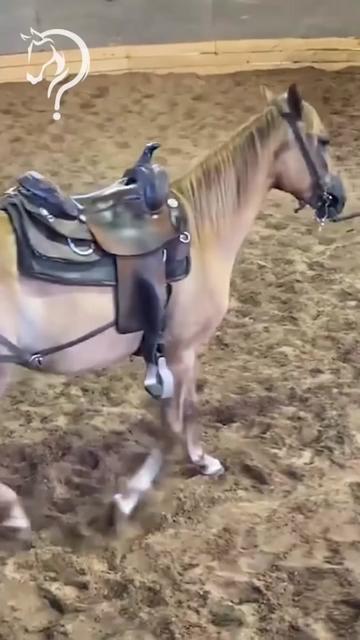 @Horse Help