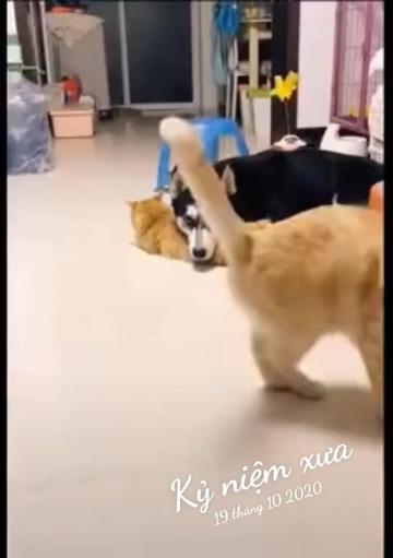 @JBN CATS