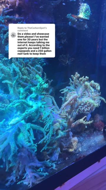 @Tadpole the Frogfish 🇨🇦