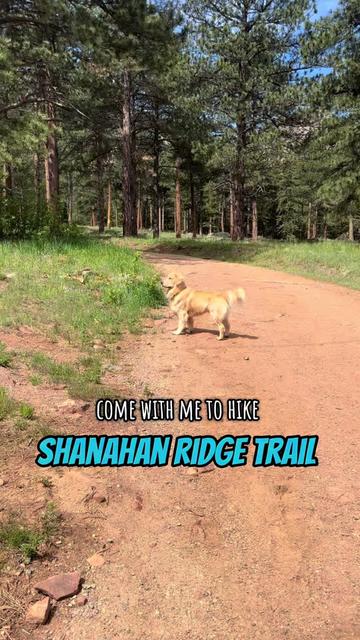 @rigatoni_thegolden