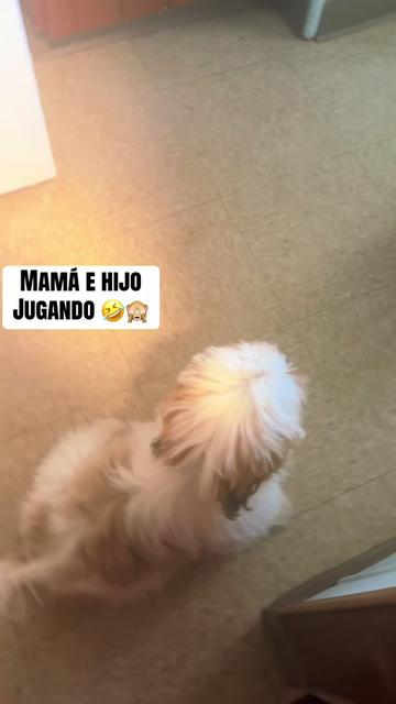 @Crispín_y_mia_abelito_shihtzu_