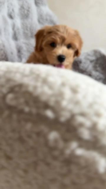 @Maltipoo Puppy Place