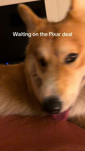 @apollothecorgimute