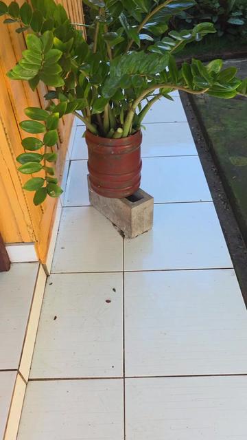 @Dicas e Receitas Naturais