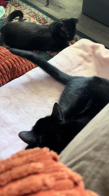 @dutch.vandercat