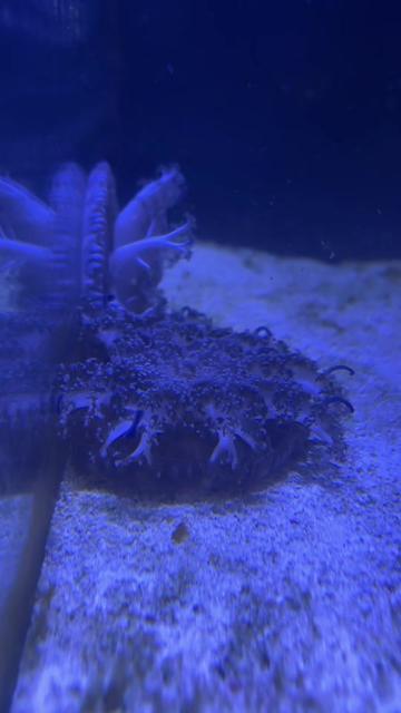 @Tadpole the Frogfish 🇨🇦
