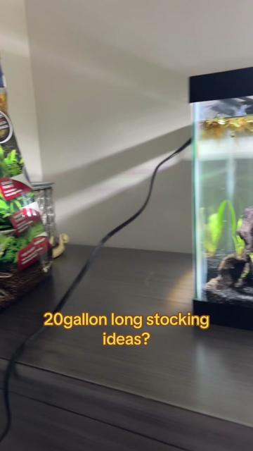 @betta fish