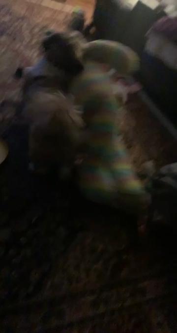 @I like turtles