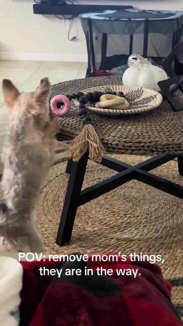 @Penny the Yorkie