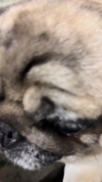 @Pug_bulka