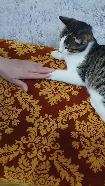 @miniş