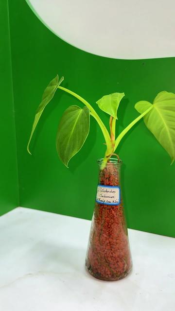 @SERAMIS VIỆT NAM