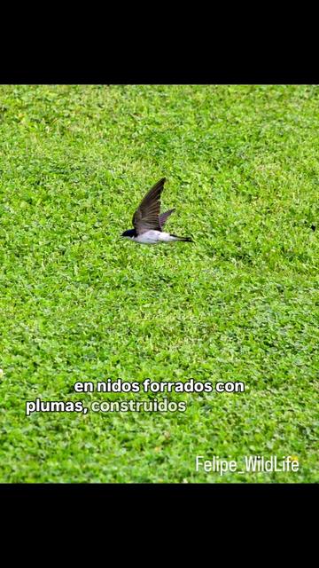 @Felipe_WildLife