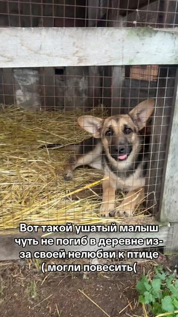 @Директор «Песокот»250🐈🐶