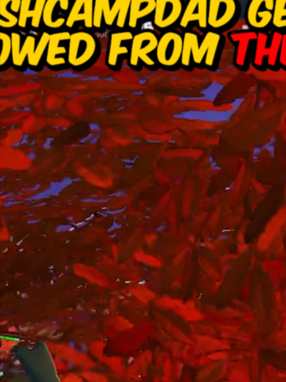 @BushCampDad