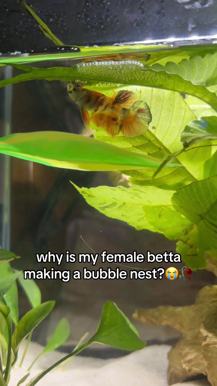 @betta fish