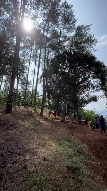 @forestpalofficial