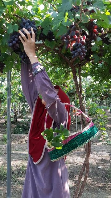 @DNA Garden