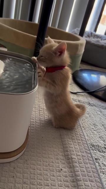 @kloutkittens