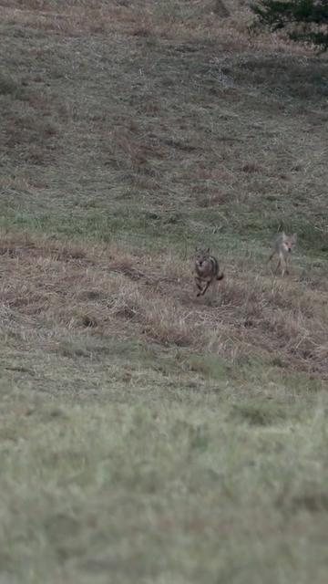 @FOXPRO Game Calls