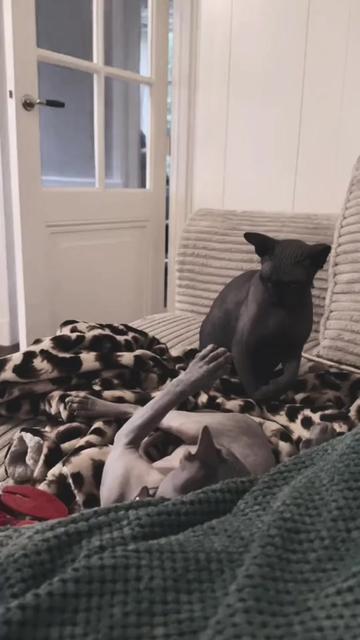 @auraful_animals