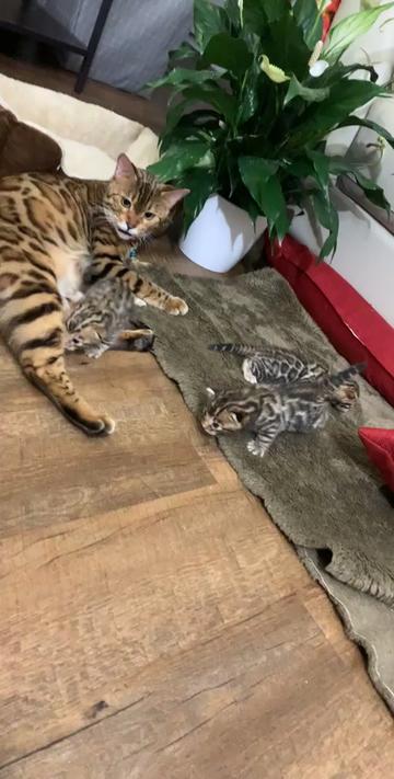 @Bengal Cats