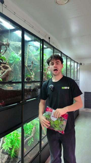 @prorep_reptile