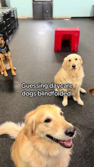 @Dogtopia South Ann Arbor