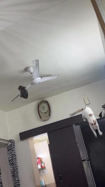 @Chonky World Of Cats