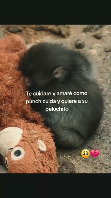@perez01