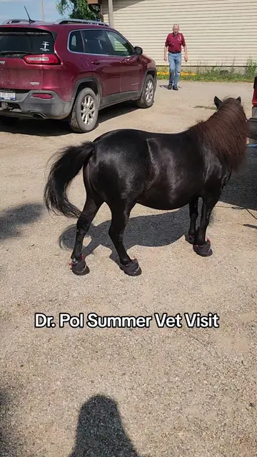 @minihorsemomandtrainer🐴🐴🐴🐴