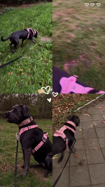 @Cane Corso Ayra 🐾