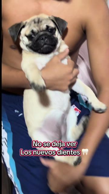 @Babypug
