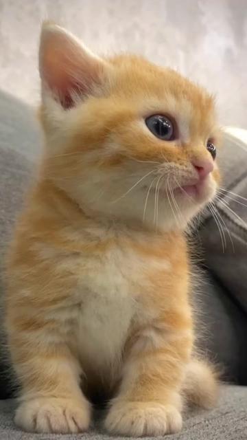@kloutkittens